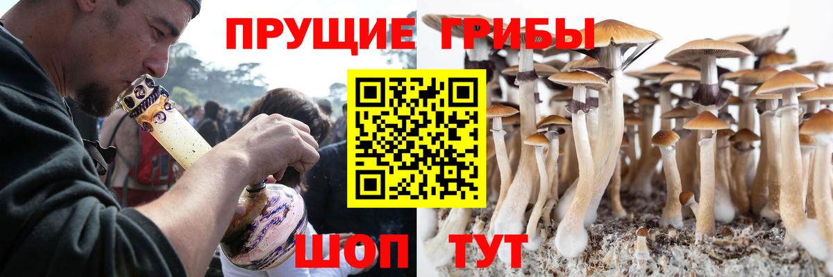 Псилоцибиновые грибы Cubensis Междуреченск